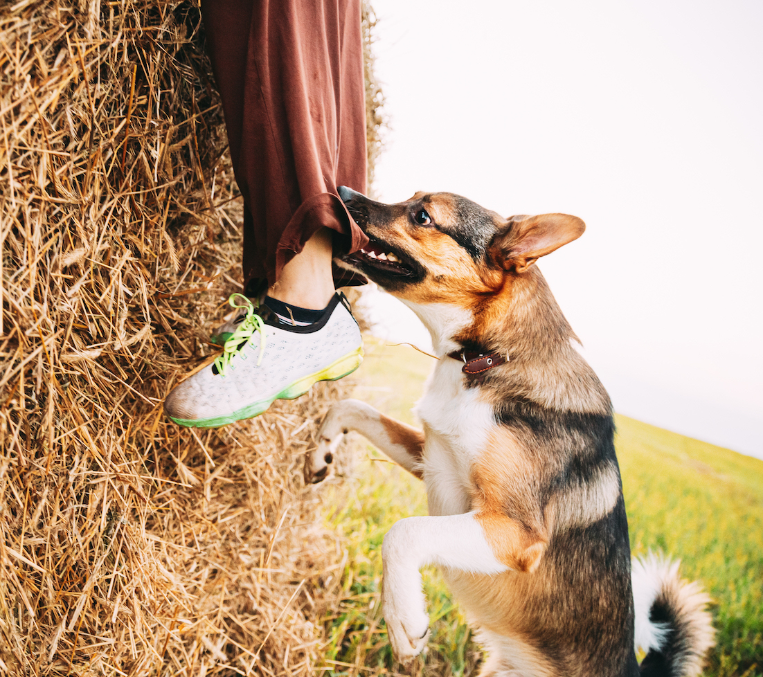 Dog Bite Attorneys Tremblay & Smith, PLLC